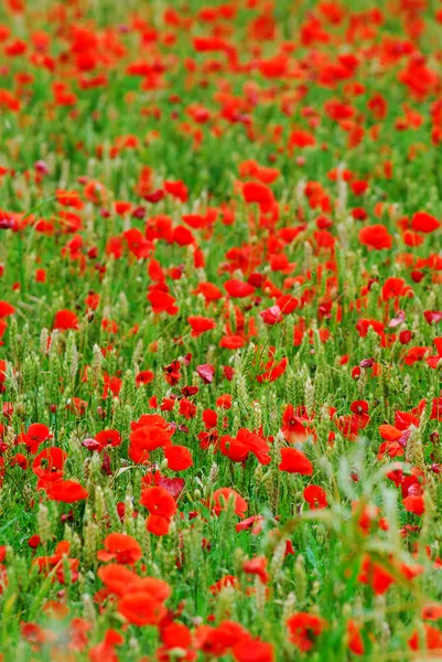 Czerwony Mak Kwiaty Rosnące Zielone Żyto Ziarno Naturalnego Tła Pola — Zdjęcie stockowe