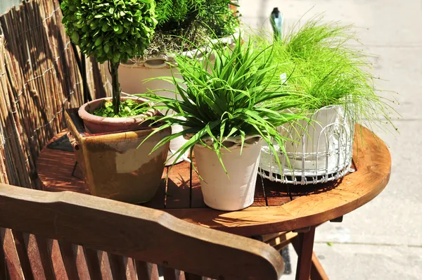Hrnkové Rostliny Dřevěné Terase Stůl — Stock fotografie