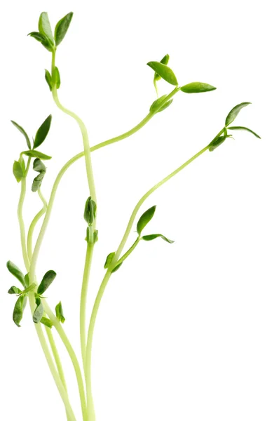 绿色年轻豌豆苗上孤立的白色背景 — 图库照片