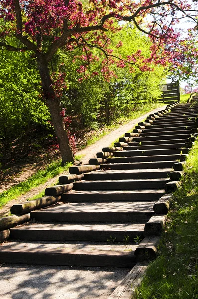 Escadaria de madeira em um parque — Fotografia de Stock