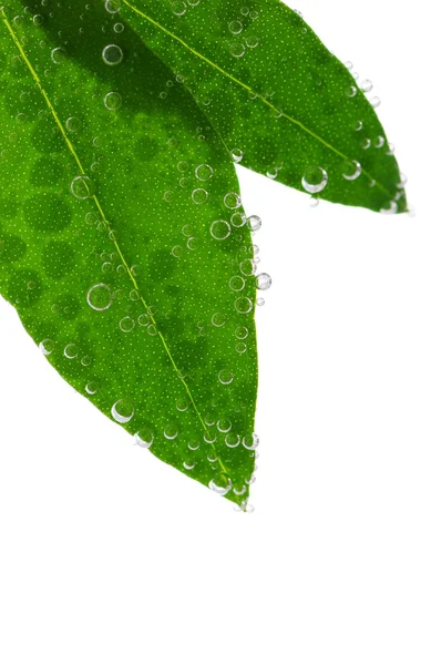 Groene Bladeren Van Een Plant Ondergedompeld Water Met Luchtbellen — Stockfoto
