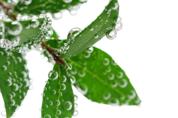 Hojas Verdes Una Planta Sumergida Agua Con Burbujas Aire — Foto de Stock