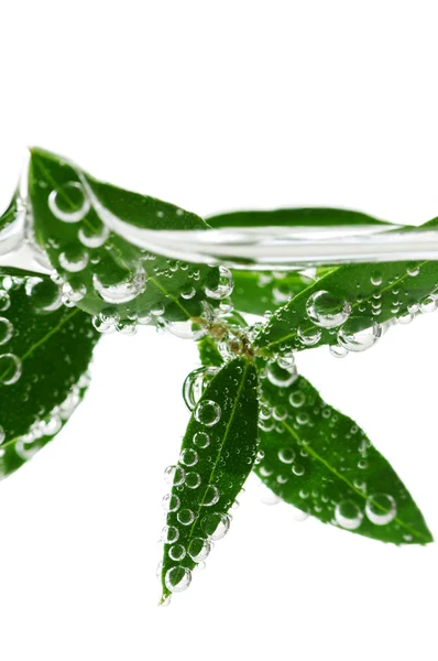 Zelené listy ve vodě — Stock fotografie