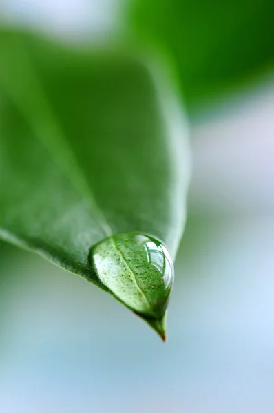 Gota de agua en la hoja verde — Foto de Stock