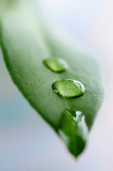 Macro Uma Folha Verde Com Gotas Água — Fotografia de Stock
