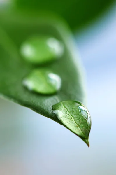 Макро Зеленого Листа Капельками Воды — стоковое фото