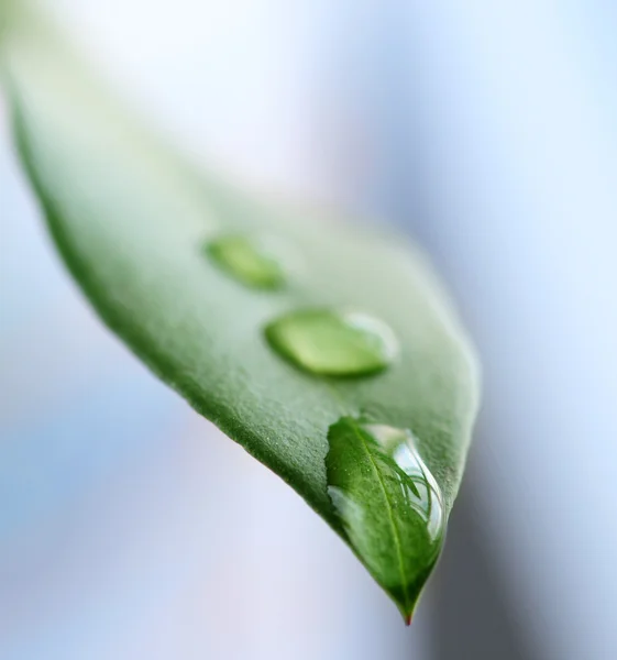 绿叶与水滴 — 图库照片