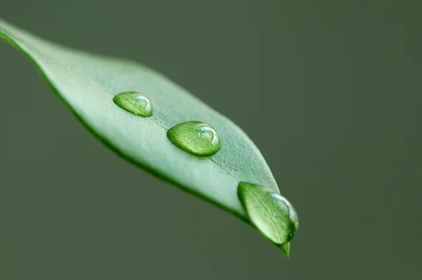 Макрос Зеленого Листа Краплями Води Зеленому Фоні — стокове фото