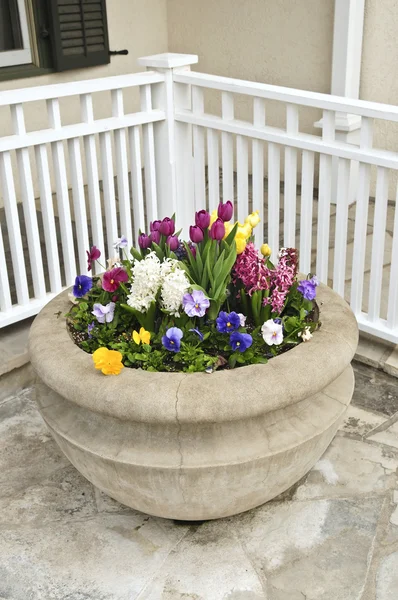 Jardinière en pierre avec fleurs de printemps — Photo