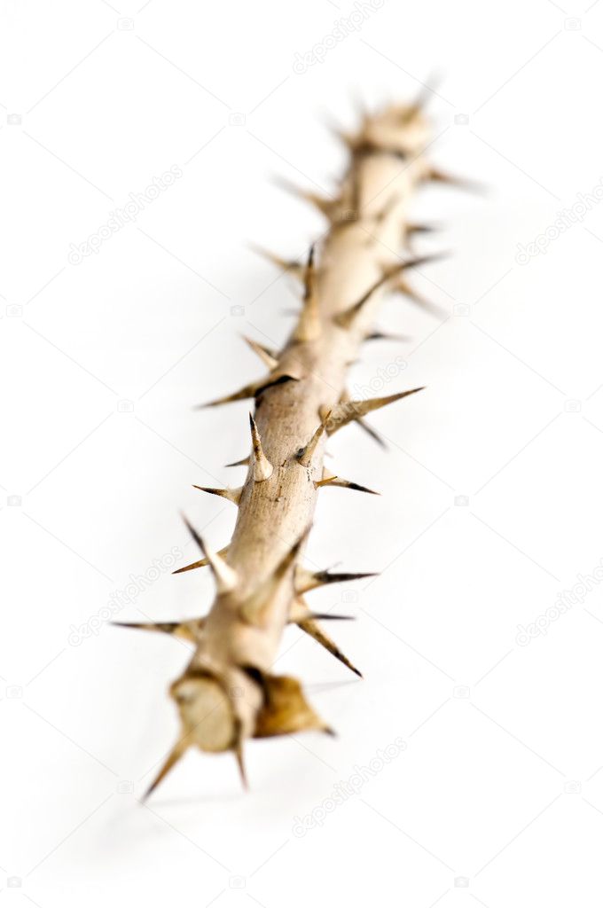 Rose branch with thorns isolated on white background