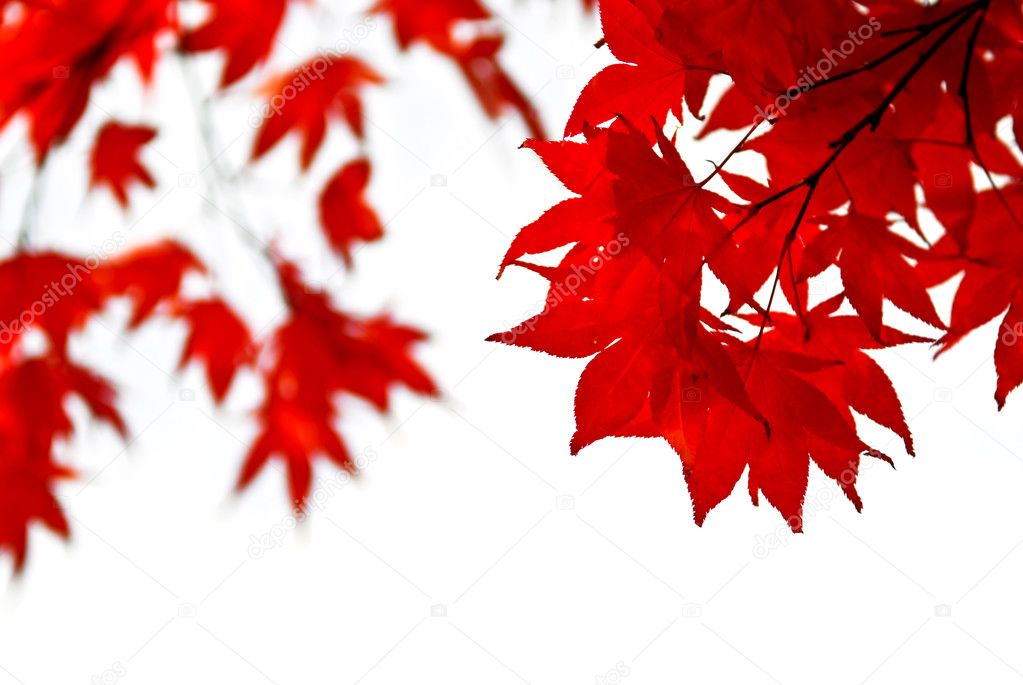 Red fall leaves of japanese maple isolated on white background