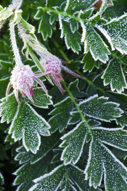 Macro of frosty plant leaves in late fall clipart