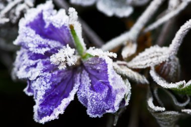 Macro of frosty flower in late fall clipart