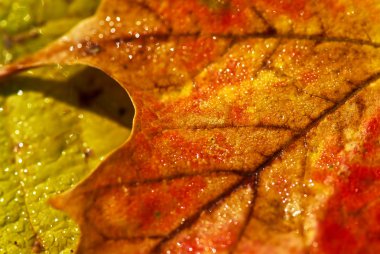 Macro of dewy autumn leaves of bright fall colors clipart