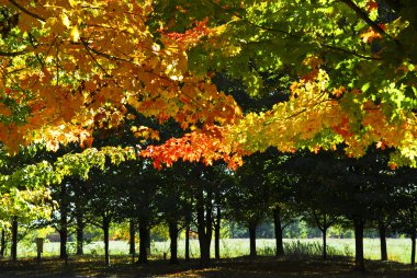 sonbahar ağaçlarda sonbaharda park