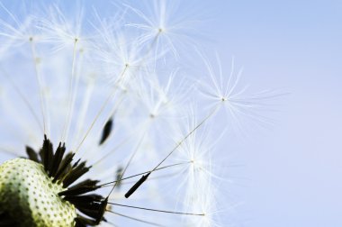 Dandelion clipart