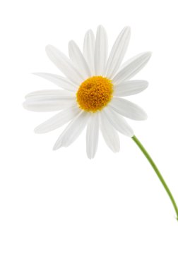 Daisy on white background clipart