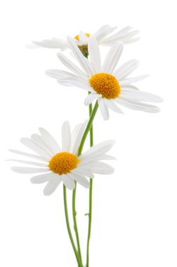 Daisies on white background clipart