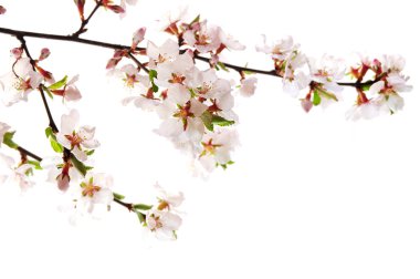 Pink cherry blossom clipart