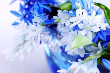 Blue bouquet of first spring flowers closeup clipart