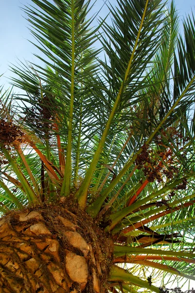 年轻的日期棕榈树的树冠层 — 图库照片