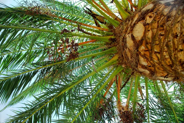 Korony Drzewa Palmy Daktylowej Młodych — Zdjęcie stockowe