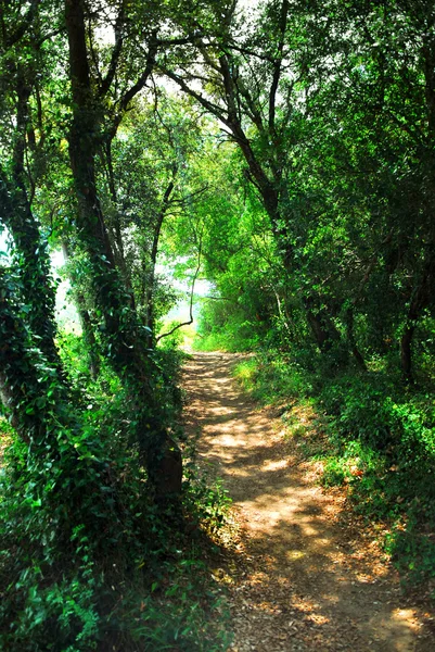 Hiking Trail Sunlit Forest Southern France — Stock Photo, Image