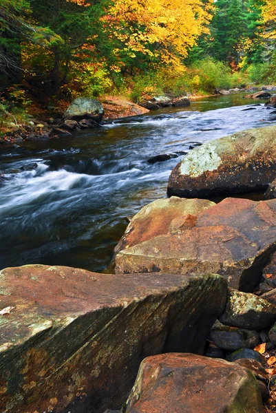 Fall River Krajina Barevné Podzimní Stromy Algonquin Provincial Park Kanada — Stock fotografie