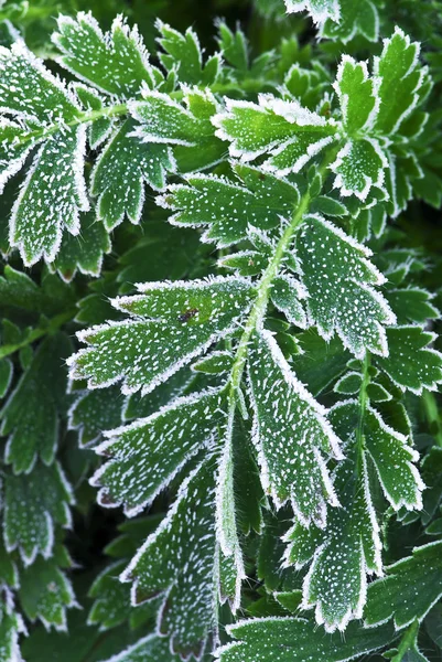 Makro Frostiga Växt Lämnar Senhöst — Stockfoto