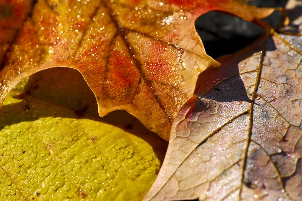 Макро Росы Осенних Листьев Ярких Осенних Цветов — стоковое фото