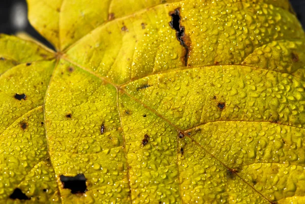 가 나뭇잎 매크로 — 스톡 사진