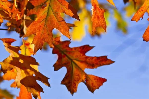 明るい秋の色の秋のカシの葉をクローズ アップ — ストック写真