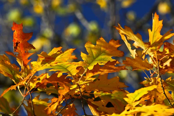Φθινόπωρο Δρύινα Φύλλα Χρώματα Φωτεινά Πτώση Από Κοντά — Φωτογραφία Αρχείου