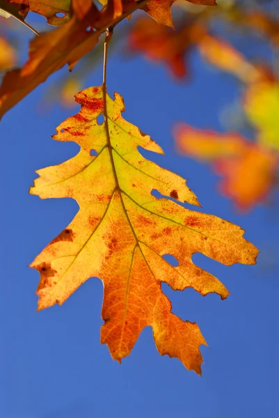 明るい秋の色の秋のカシの葉をクローズ アップ — ストック写真