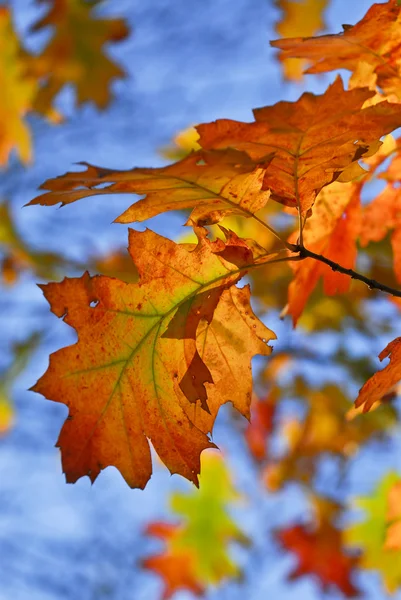 Dubové Listí Světlé Podzim Barev Zblízka — Stock fotografie