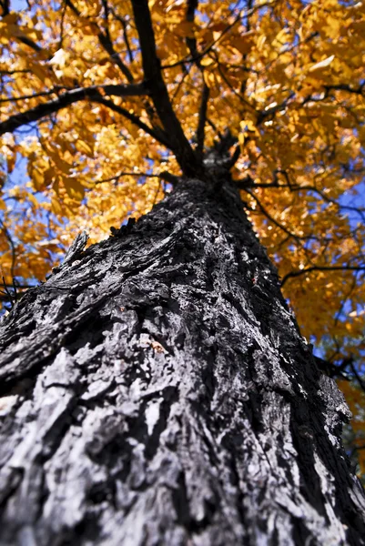 Большое осеннее дерево в осеннем парке — стоковое фото