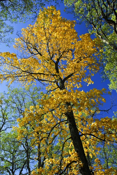 Grande árvore de outono no parque de outono — Fotografia de Stock