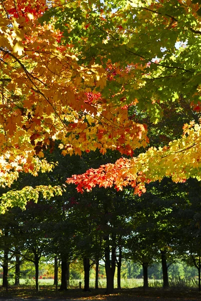 Ветви Цветущих Осенних Кленовых Деревьев Осеннем Парке — стоковое фото