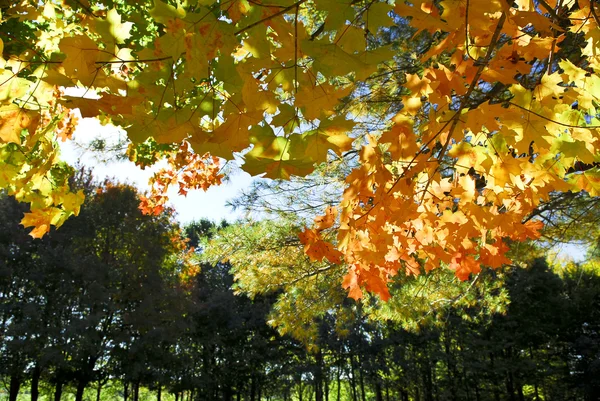 Branches Colorful Autumn Maple Trees Fall Park — Stock Photo, Image