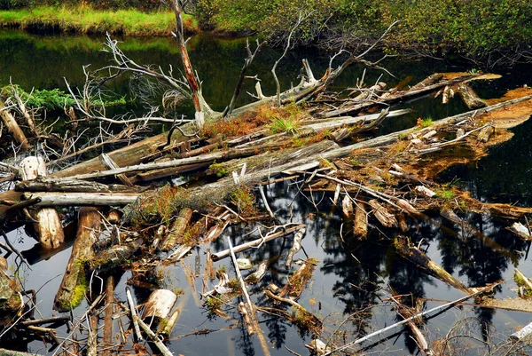 在一条河中漂流的木头 — 图库照片