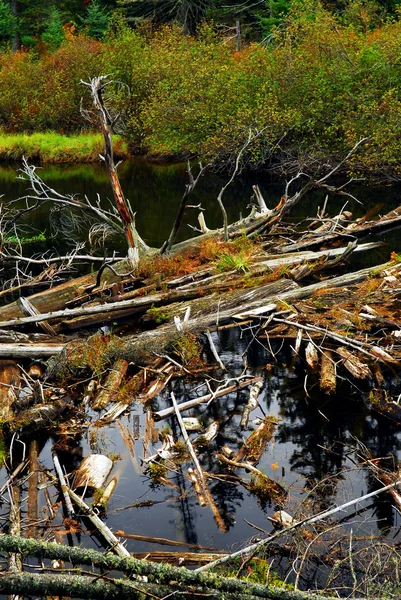 Derivados Rio Floresta Parque Provincial Algonquin Canadá — Fotografia de Stock