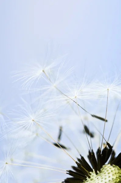 Makro Pampeliška Semena Pozadí Modré Oblohy — Stock fotografie