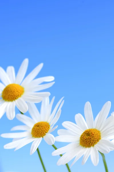 Daisy Květiny Makro Světle Modrém Pozadí — Stock fotografie