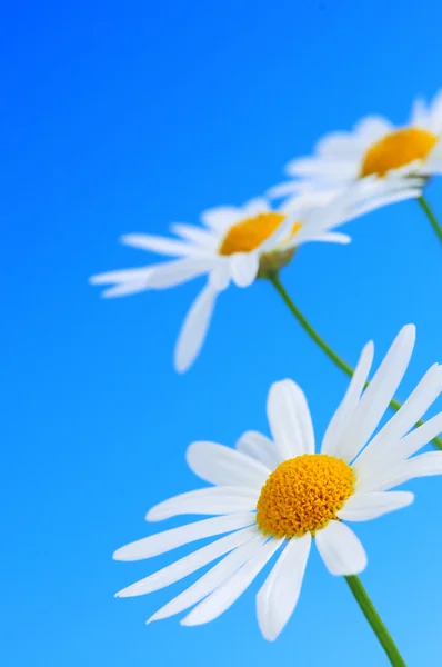 Fleurs Marguerite Dans Une Rangée Sur Fond Bleu Clair — Photo
