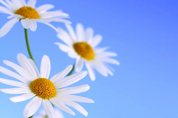 Sedmikrásky květiny na modrém pozadí — Stock fotografie
