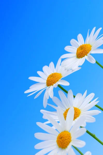 Százszorszép Virág Világos Kék Háttér Sorban — Stock Fotó
