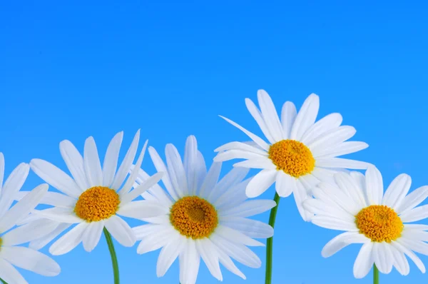 Százszorszép virágok kék háttér — Stock Fotó