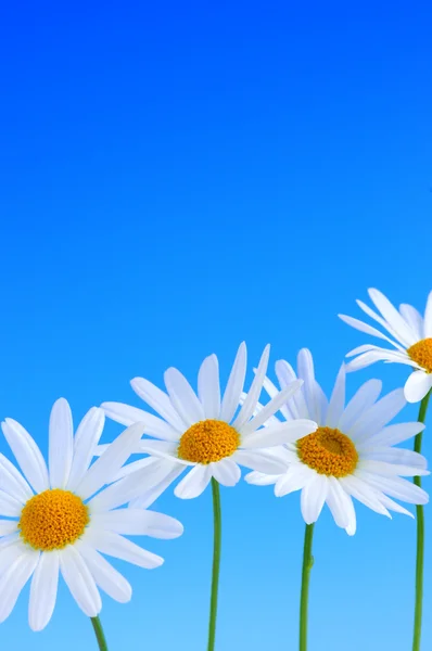 Gänseblümchen Blumen Einer Reihe Auf Hellblauem Hintergrund — Stockfoto