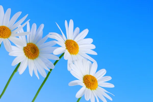 Üst Üste Üzerine Açık Mavi Renkli Papatya Çiçekleri — Stok fotoğraf