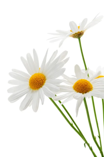 Gänseblümchen auf weißem Hintergrund — Stockfoto